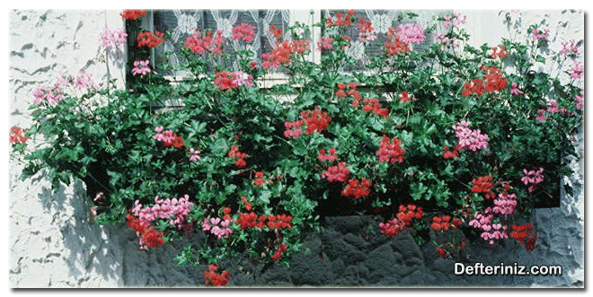 Sardunya (Pelargonium) bitkisi.