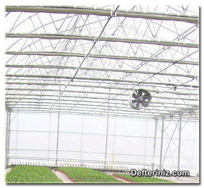 Sardunya (Pelargonium) bitkisinin serada havalandırılması.
