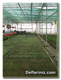 Petunya (Petunia) bitkisinin tohumlarının violde üretimi.