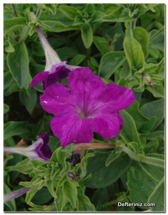 Petunia violacea, Petunya Türü.