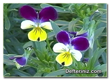 Viola tricolor ( V. x wittrockiana ), Hercai menekşe türü.