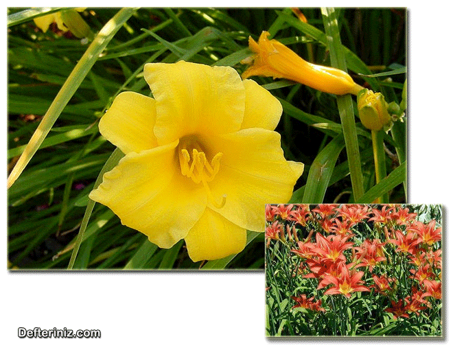 Hemerocallis bitkisinin farklı görünüşleri.