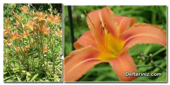Hemerocallis fulva L . bitki türünün farklı görünüşleri.