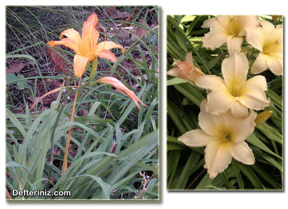 Hemerocallis hybrids bitkisinin farklı görünüşleri.