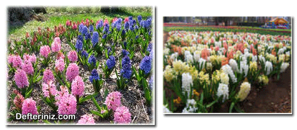 Hyacinthus ( Sümbül ) bitkisinin farklı görünüşleri.