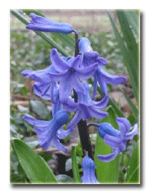 Hyacinthus orientalis (bahçe sümbülü, inci sümbülü) bitkisinin çiçek yapısı.