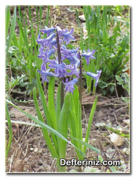Hyacinthus orientalis (bahçe sümbülü, inci sümbülü) bitkisinin genel görünüşü.