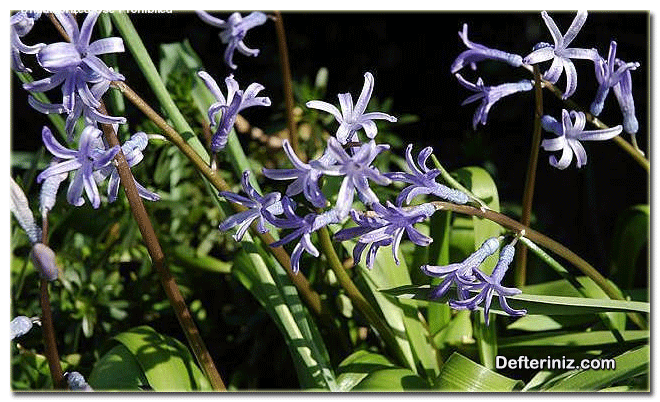 Hyacinthus orientalis albulus bitkinin genel görünüşü.