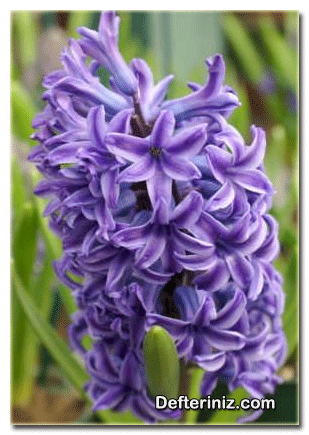 Hyacinthus orientalis var. provincialis bitkisinin genel görünüşü.