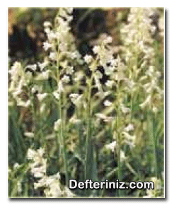 Hyacinthus ametystinus bitkisinin genel görünüşü.
