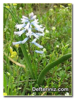 Hyacinthus azureus bitkisinin genel görünüşü.
