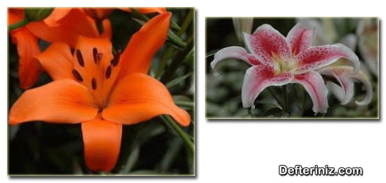 Lilium ( Zambak ) bitkisinin farklı görünüşleri.