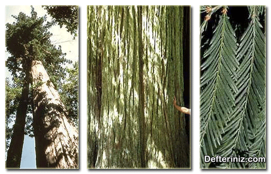 Sequoia sempervirens.