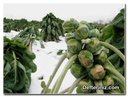 Kışı tarlada geçiren brüksel lahanası.