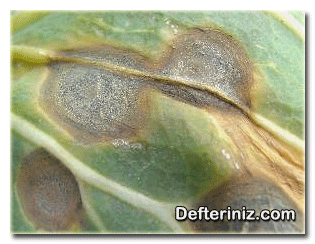 Brüksel lahanası halkalı leke hastalığı.