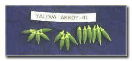 Yalova Akköy-41 bamya çeşidi.