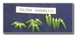 Yalova Kabaklı-II bamya çeşidi.