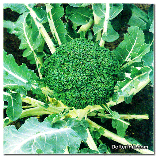 Brokolide taç.