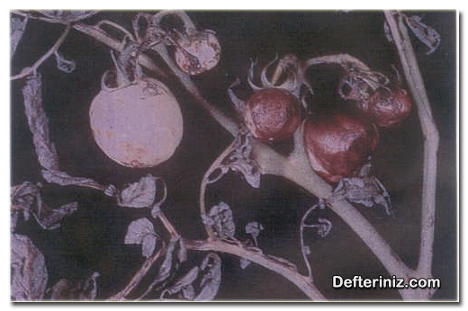 Domateste meyve, sap ve yapraklarındaki domates çift virüslü çizgi hastalığının belirtileri.