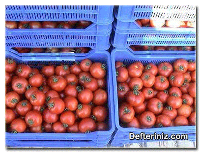 Plastik kasalarda domates için uygun olmayan taşıma biçimi.