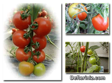 Lezzet kaynağı domatesler.