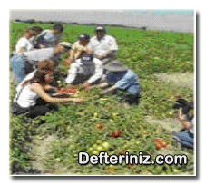 Açıkta domates yetiştiriciliği.
