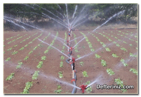 Fasulye bitkisinin yağmurlama sistemi ile sulanması.