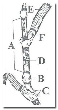 Sapta boğum (B), boğum arası (A), yaprak kını (D), yaprak ayası (E), dilcik (F), kulakçıklar (C).