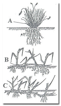 Yumak (A), stolonlu (B) ve rizomlu (C) yaşam formu.