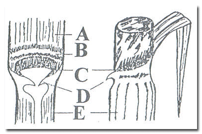 Yaprak ayası (A), yaprak ayası tabanı (B), dilcik (C), kulakcık (D) yaprak kını ( E ).