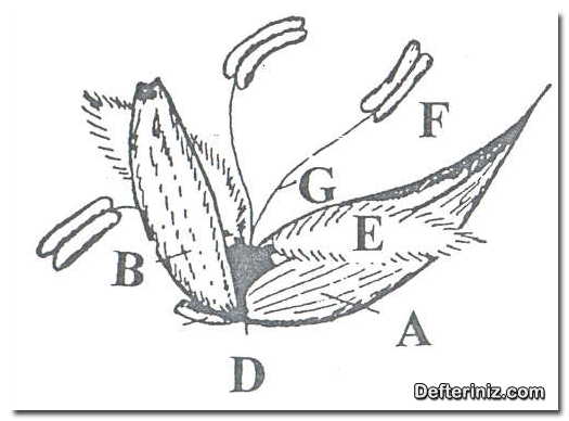 İç kavuz (A), kapçık (B), yumurtalık (D), tepecik (E), başçık (F) ve ipcik (G).