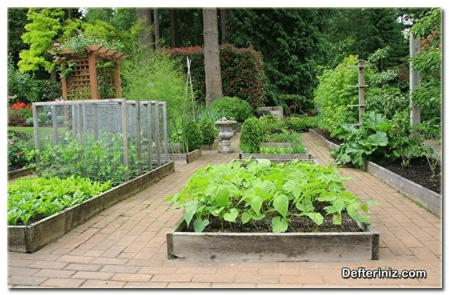 Küçük bahçelerde sebze yetiştirilmesi.