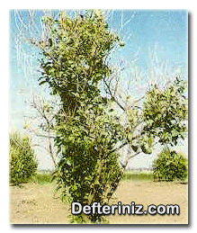 Uçkurutan hastalığından (P. tracheiphila) kurumuş limon ağacı.