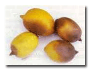 Limon meyvelerinde kahverengi çürüklük hastalığının (P. citrophthora) belirtisi.