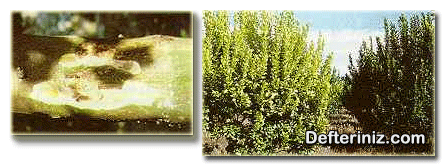 Gövde zamklanma hastalığının (P. citrophthora) belirtisi, kök ve kök boğazı enfeksiyonlarının limon ağaçlarında oluşturduğu sararma (solda).