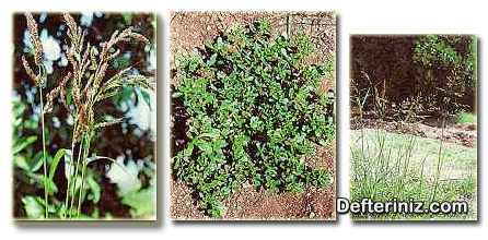 Turunçgil bahçelerinde görülen değişik zararlı otlardan Darıcan (E. crus-galli), Semizotu (P.oleracea) ve Kanyaş (S.halepense).