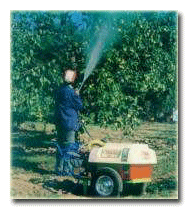 Motorlu bahçe pülverizatörü ile limon ilaçlama.