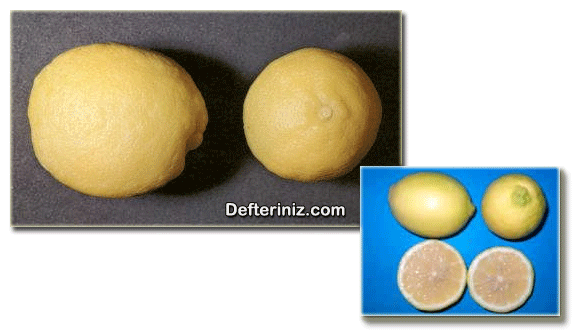 Kıbrıs limonu türü.