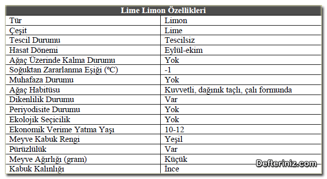 Lime (Misket) limon türünün özellikleri.
