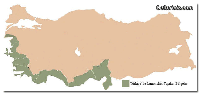 Türkiye' de limon bitkisi yetişen bölgeleri gösterir harita.