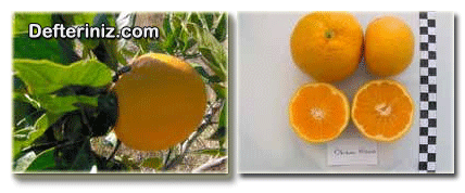 Okitsu wase mandalina türü.