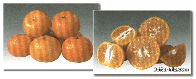 Ankor (Enchor) mandalina türü.