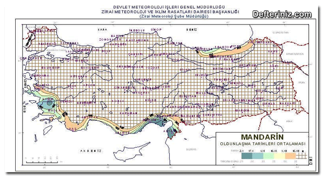 Türkiye’de mandalina yetişen bölgeler ve mandalina olgunlaşma tarihlerini gösterir harita.