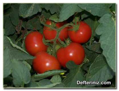 Organik dayanıklı domates çeşidi.