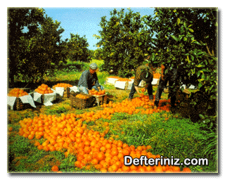 Kesilmiş portakalların bahçe kenarında paketlenmesi.