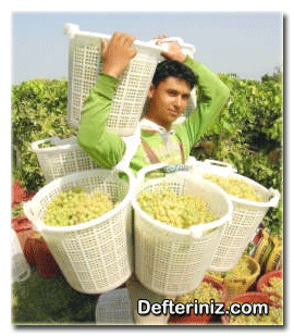 Toplanan üzümlerin sepetlerle taşınması.