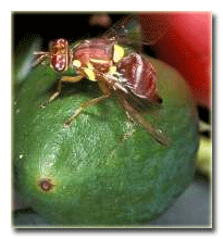 Avokadoya zarar veren meyve sineği.