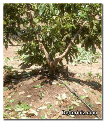 Kök çürüklüğü mantarının görüldüğü bir avokado ağacı (solan ve düşen yapraklar).