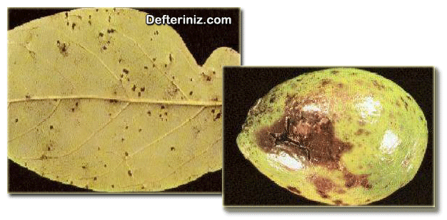 Cercospora leke hastalığından etkilenmiş avokado yaprağı ve meyvesi.