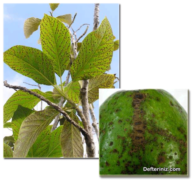 Avokado uyuzu hastalığından etkilenmiş avokado yaprağı ve meyvesi.